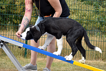 DSC_0085Agility_kurs