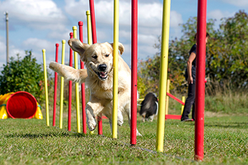 AdobeStock_131921697Agility_kurs