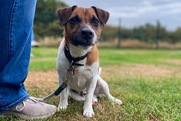APPELT Mensch+Hund / Deine Hundeschule auf Föhr
