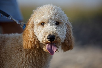 APPELT Mensch+Hund / Deine Hundeschule auf Föhr