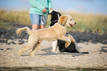 APPELT Mensch+Hund / Deine Hundeschule auf Föhr