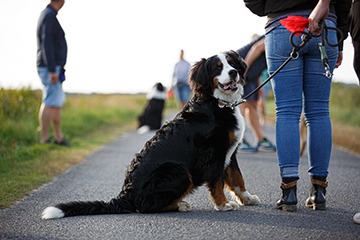 APPELT Mensch+Hund / Deine Hundeschule auf Föhr