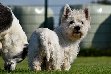 APPELT Mensch+Hund / Deine Hundeschule auf Föhr