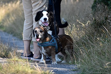 APPELT Mensch+Hund / Deine Hundeschule auf Föhr