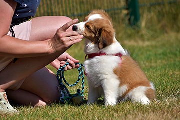 APPELT Mensch+Hund / Deine Hundeschule auf Föhr