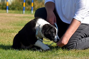 APPELT Mensch+Hund / Deine Hundeschule auf Föhr