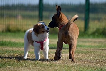 APPELT Mensch+Hund / Deine Hundeschule auf Föhr