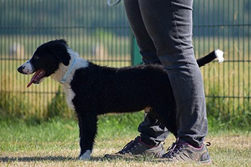 APPELT Mensch+Hund / Deine Hundeschule auf Föhr