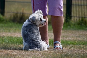 APPELT Mensch+Hund / Deine Hundeschule auf Föhr