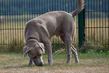 APPELT Mensch+Hund / Deine Hundeschule auf Föhr