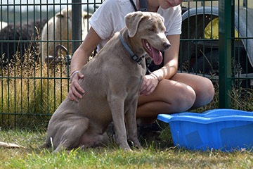 APPELT Mensch+Hund / Deine Hundeschule auf Föhr