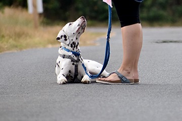 APPELT Mensch+Hund / Deine Hundeschule auf Föhr