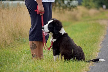 APPELT Mensch+Hund / Deine Hundeschule auf Föhr