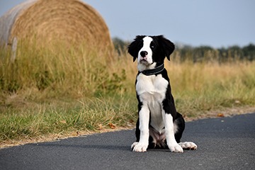 APPELT Mensch+Hund / Deine Hundeschule auf Föhr