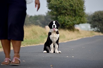 APPELT Mensch+Hund / Deine Hundeschule auf Föhr