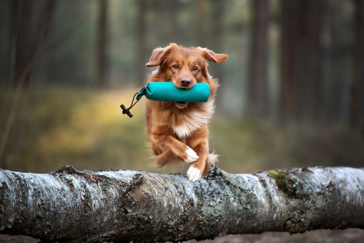 Dummytraining