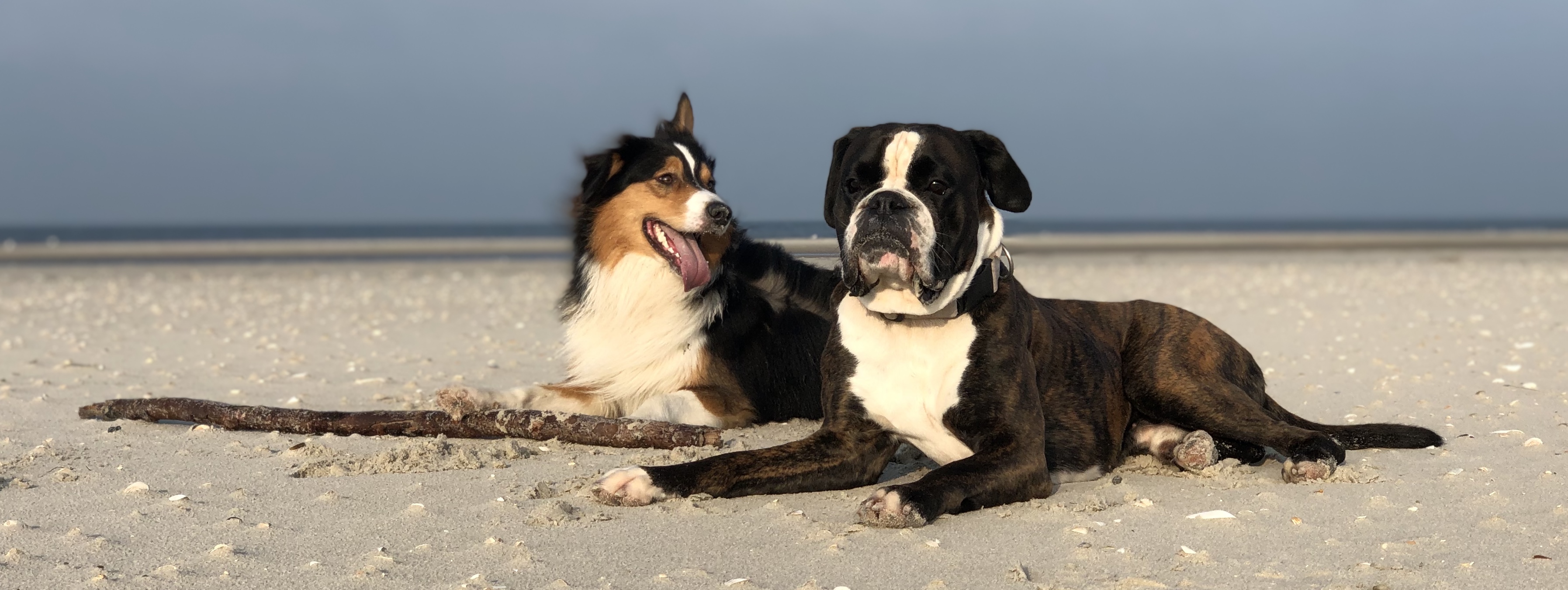 Hund richtig kennenlernen