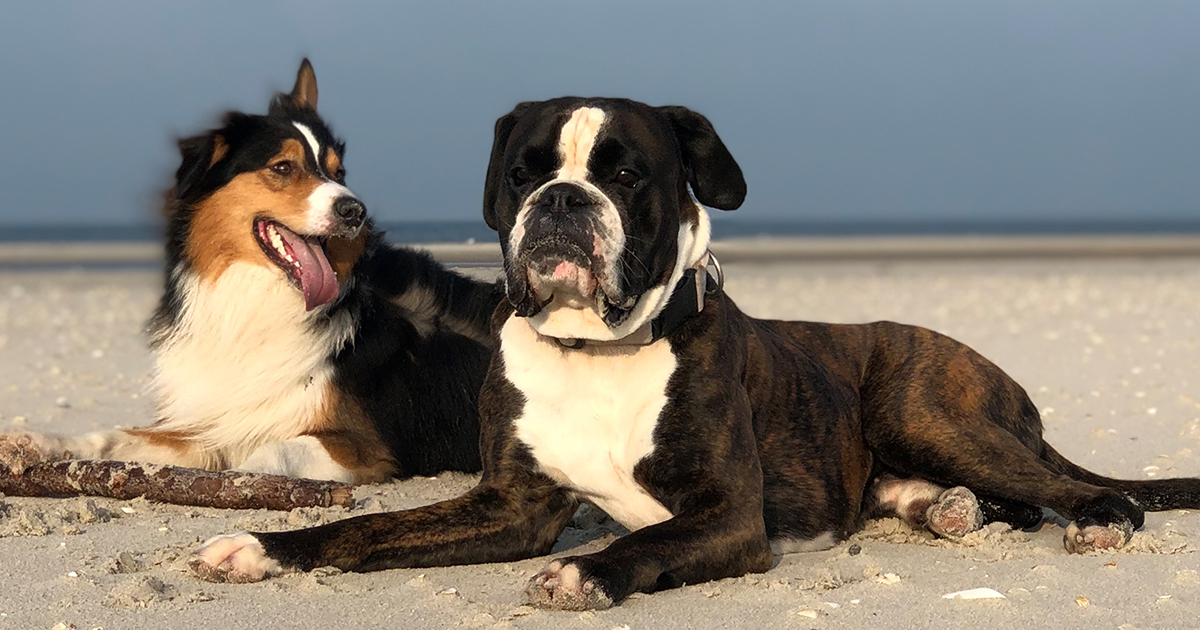 Hund richtig kennenlernen