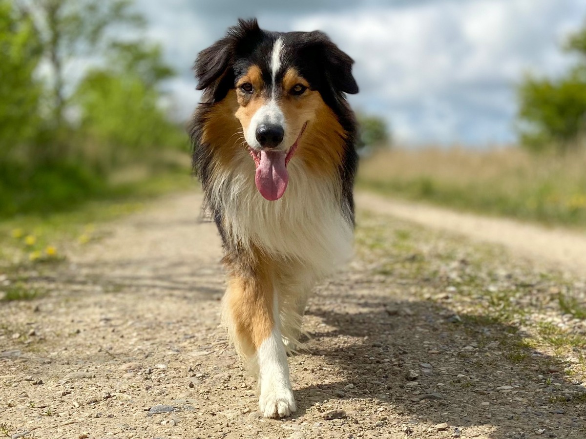 APPELT Mensch+Hund / Deine Hundeschule auf Föhr