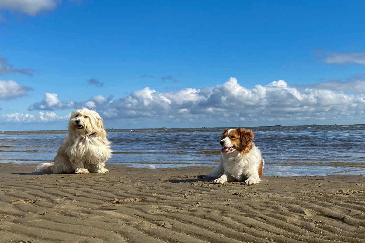 APPELT Mensch+Hund / Deine Hundeschule auf Föhr