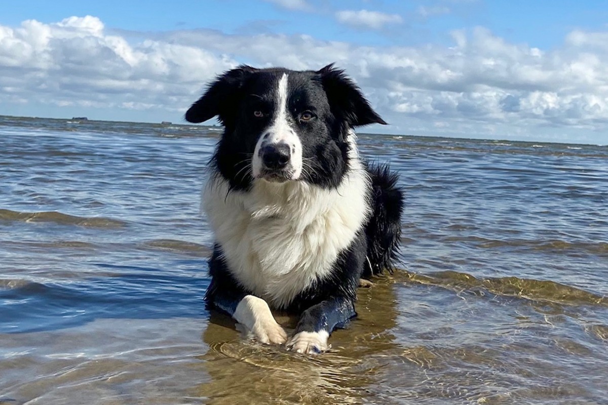 APPELT Mensch+Hund / Deine Hundeschule auf Föhr