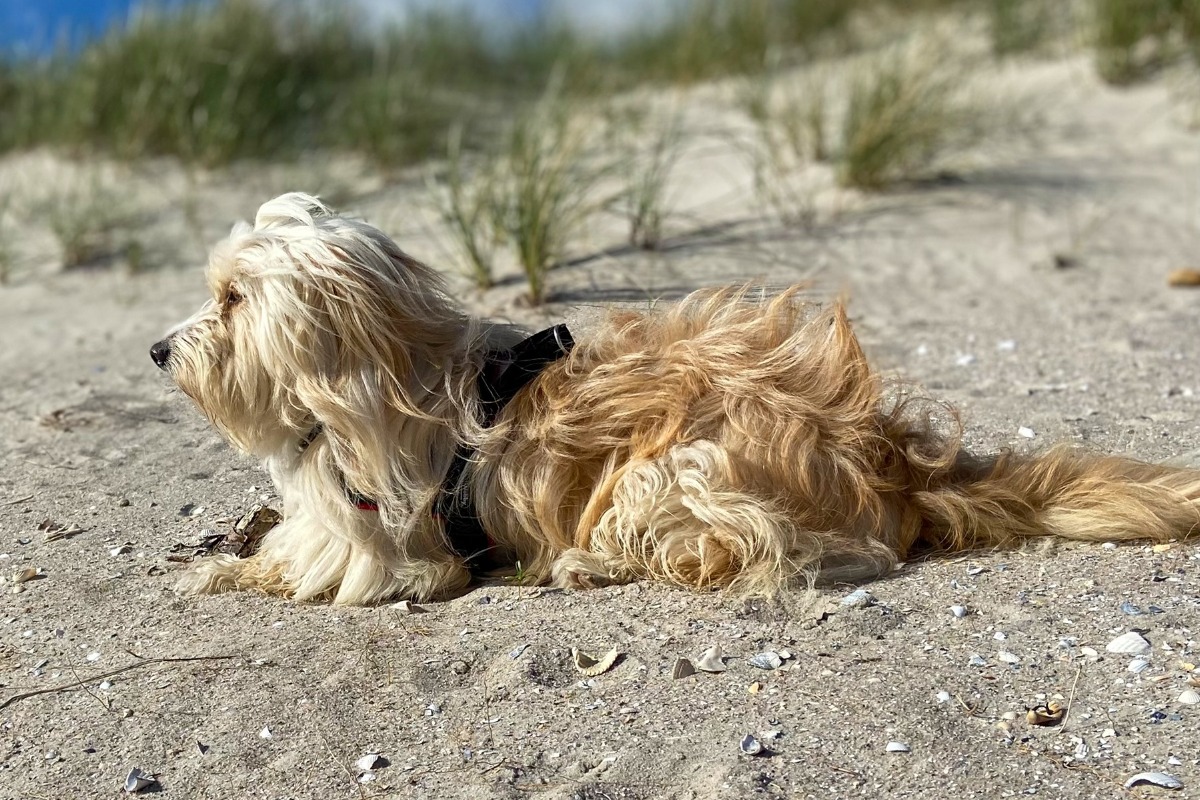 APPELT Mensch+Hund / Deine Hundeschule auf Föhr