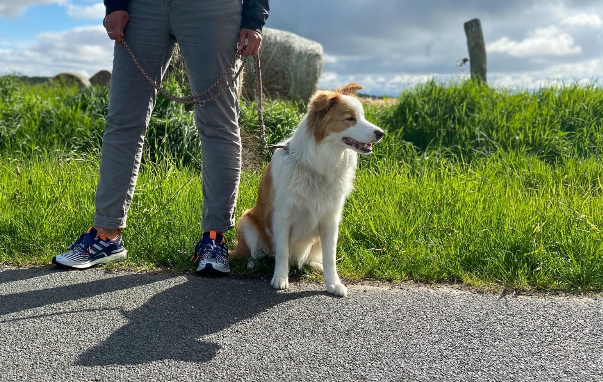 APPELT Mensch+Hund / Deine Hundeschule auf Föhr