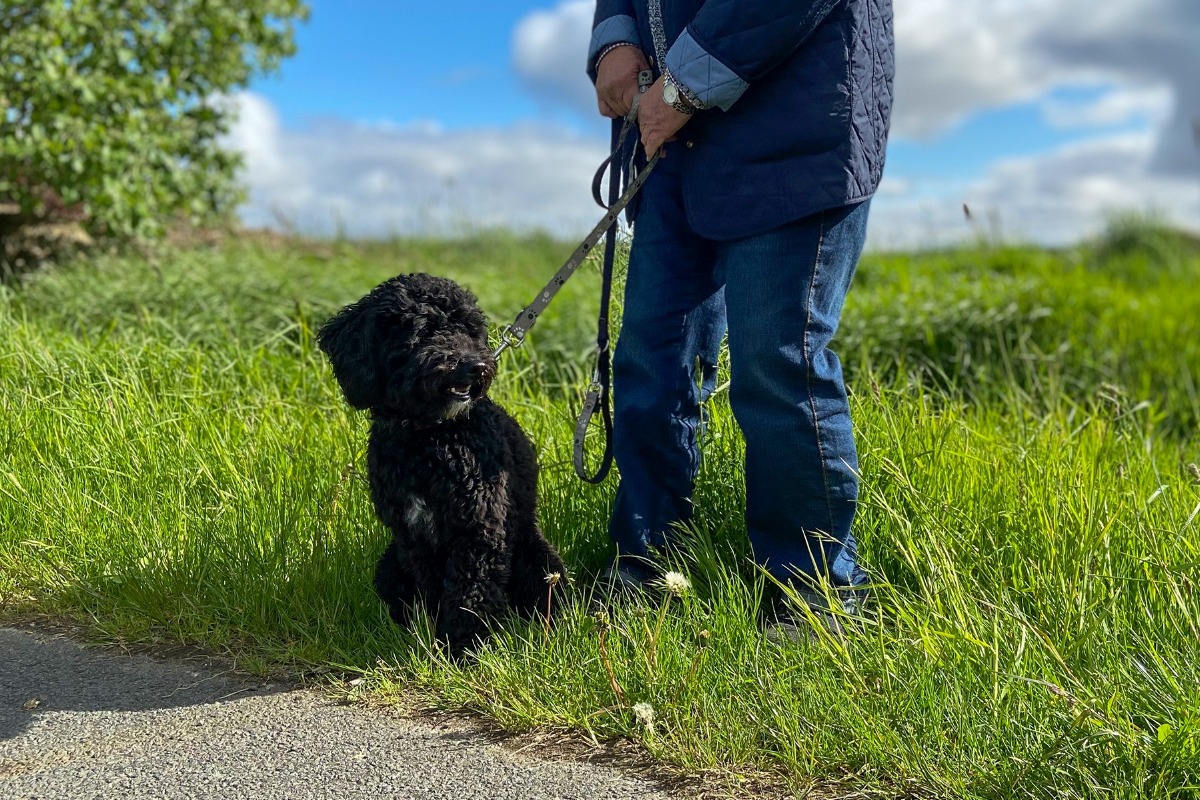 APPELT Mensch+Hund / Deine Hundeschule auf Föhr