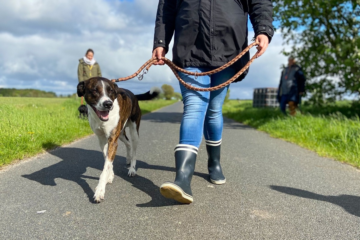 APPELT Mensch+Hund / Deine Hundeschule auf Föhr