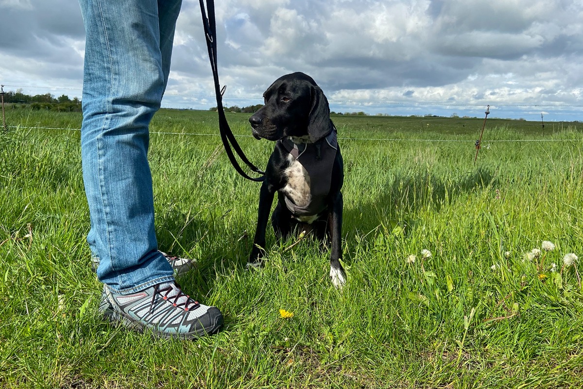 APPELT Mensch+Hund / Deine Hundeschule auf Föhr