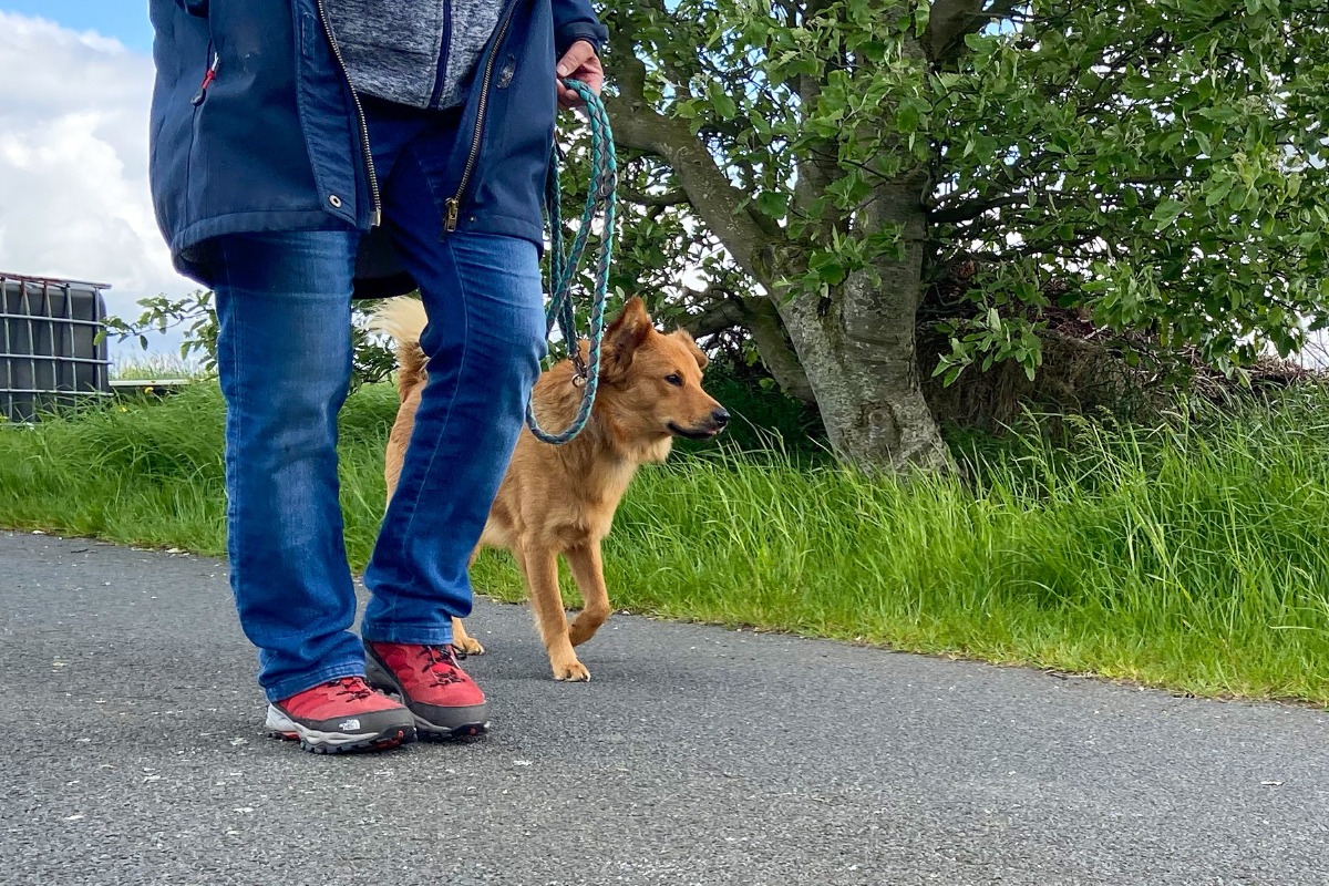 APPELT Mensch+Hund / Deine Hundeschule auf Föhr