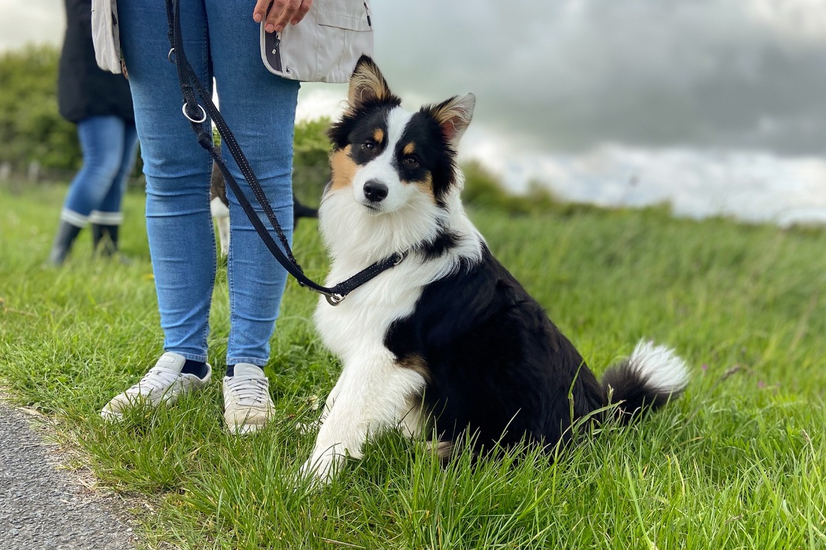 APPELT Mensch+Hund / Deine Hundeschule auf Föhr