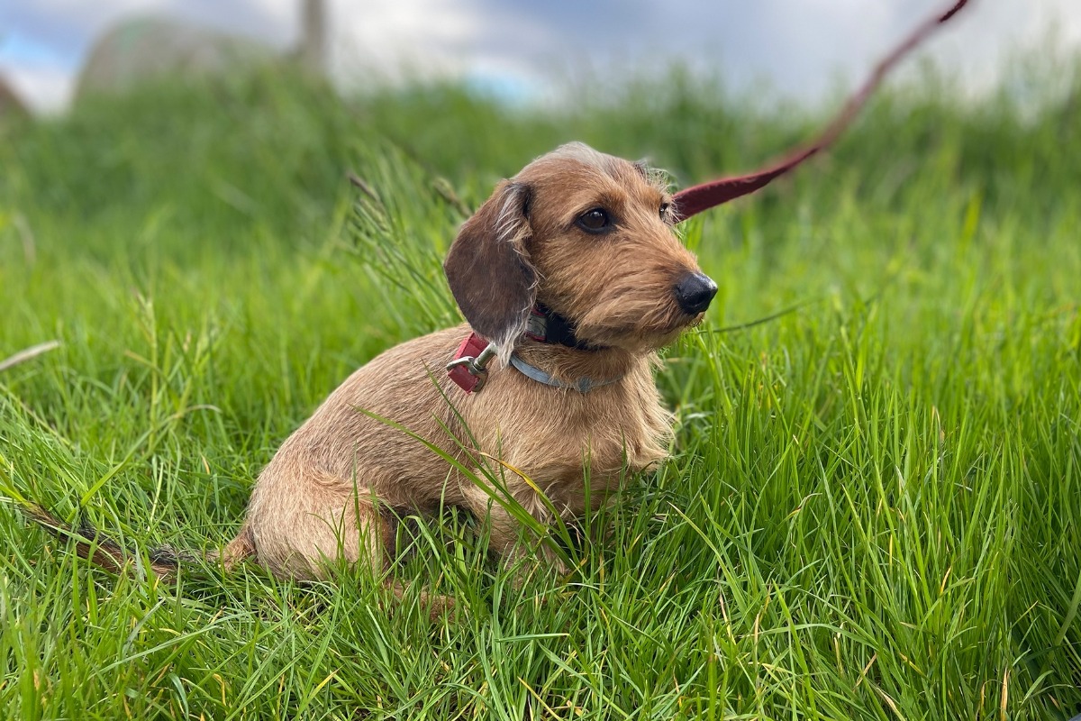 APPELT Mensch+Hund / Deine Hundeschule auf Föhr