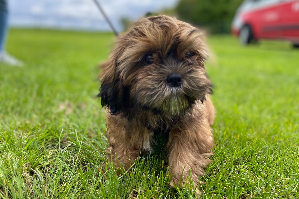 APPELT Mensch+Hund / Deine Hundeschule auf Föhr